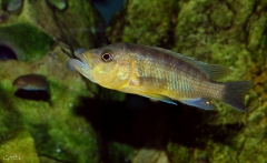 Abactochromis labrosus (Mâle)