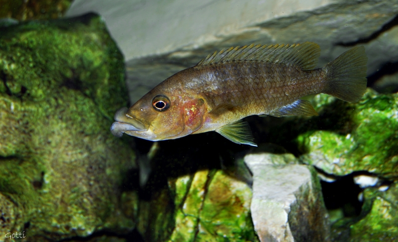 Abactochromis labrosus (Femelle)