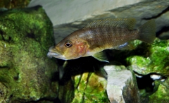 Abactochromis labrosus (Femelle)