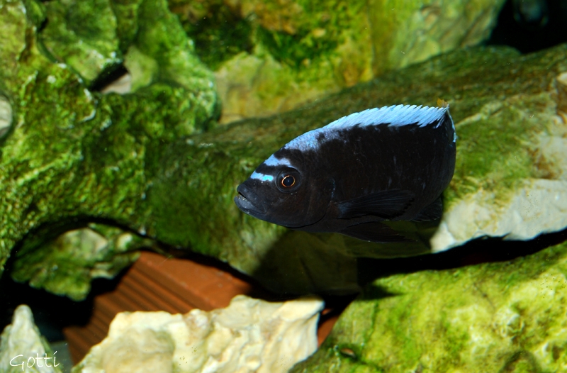 Cynotilapia sp. 
