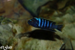 Cynotilapia zebroides Likoma (Mâle)