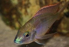 Lethrinops sp 