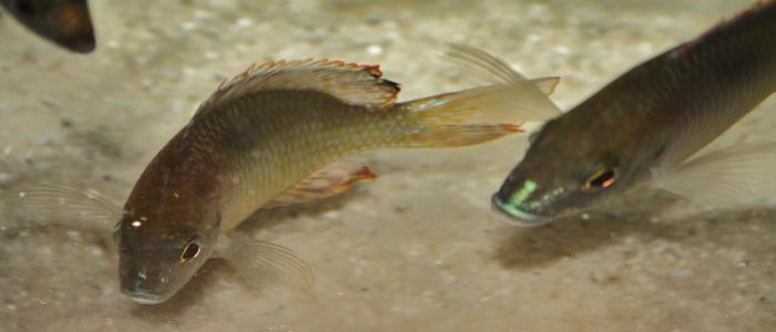 Lethrinops sp 