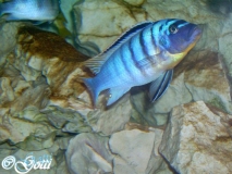 Maylandia fainzilberi Lundu (Mâle)