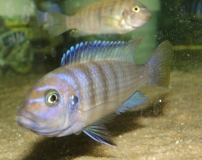 Maylandia fainzilberi Chilumba (Femelle)