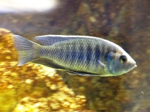 Nyassachromis boadzulu Kanchedza Island (Mâle)