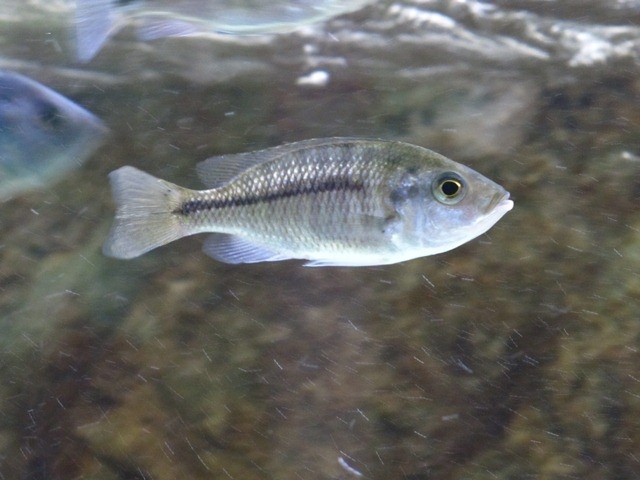 Nyassachromis boadzulu Kanchedza Island (Femelle)