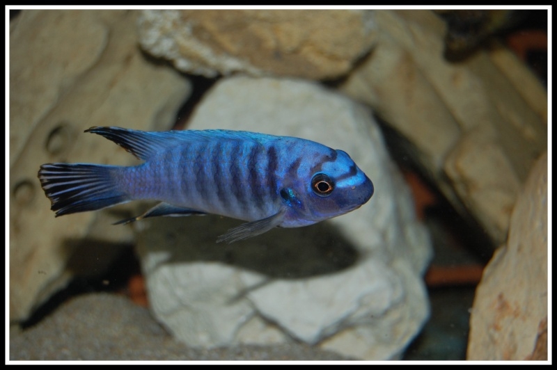 Labeotropheus fuelleborni Chinyamwezi (mâle)