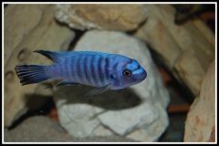 Labeotropheus fuelleborni Chinyamwezi (mâle)