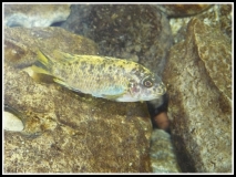 Labeotropheus fuelleborni Chinyamwesi (femelle)