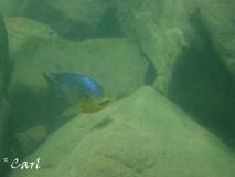 Petrotilapia sp. 