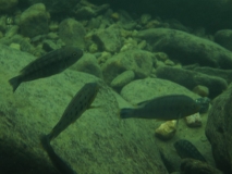 Pseudotropheus sp. 