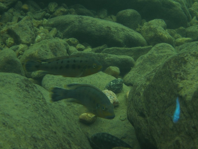 Pseudotropheus sp.  