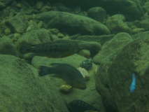 Pseudotropheus sp.  