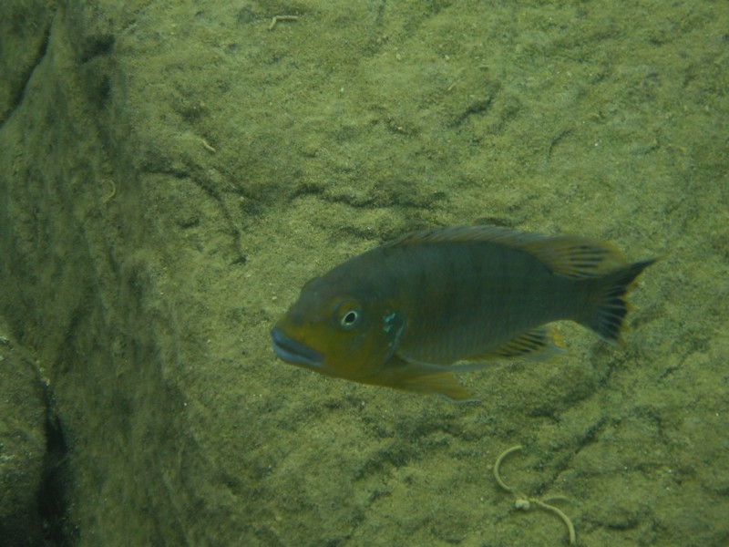 Pseudotropheus sp. 