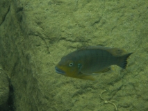 Pseudotropheus sp. 