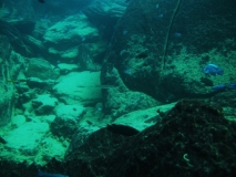 Rhamphochromis esox