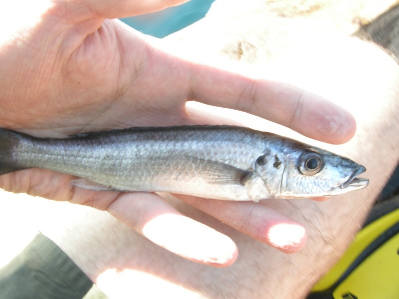 Rhamphochromis esox