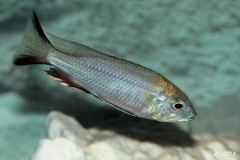 Nyassachromis prostoma Kanchedza (mâle)