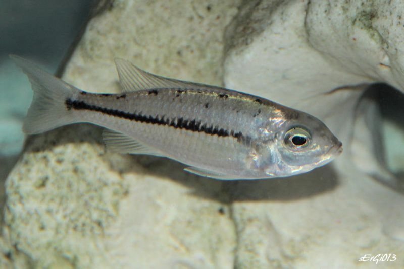 Nyassachromis prostoma Kanchedza (Femelle)