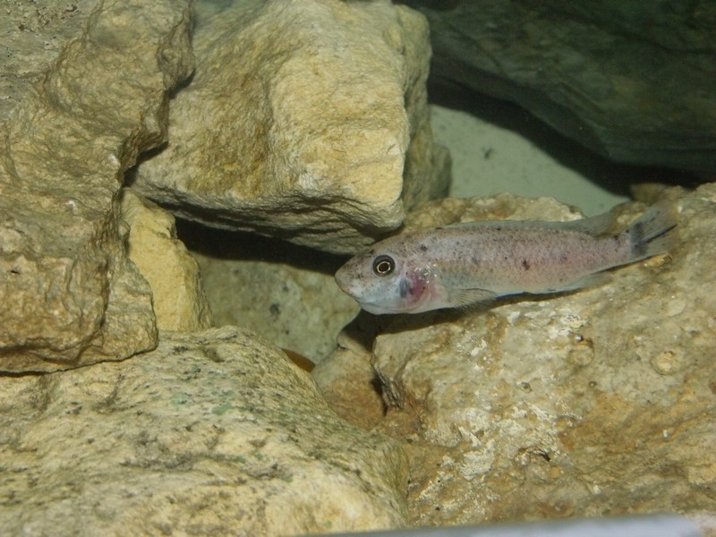 Labeotropheus trewavasae Chilumba (femelle)