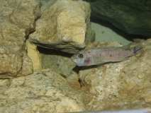 Labeotropheus trewavasae Chilumba (femelle)