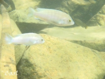 Labidochromis pallidus Nakantenga Island