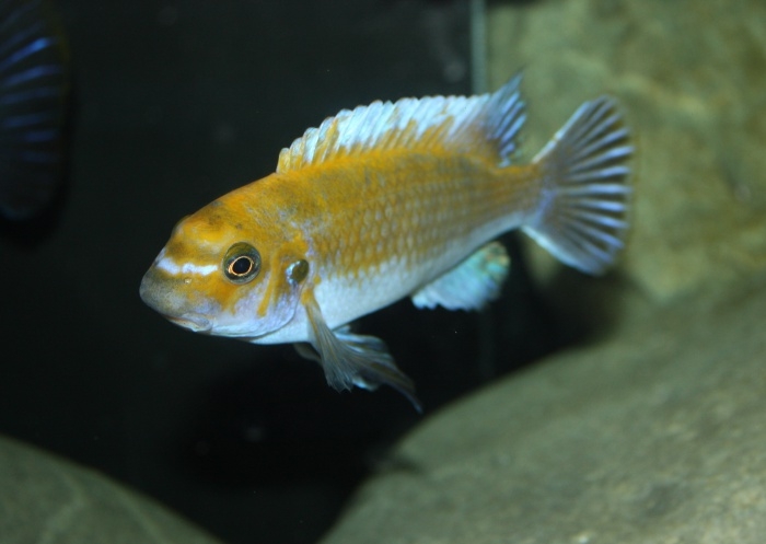 Labeotropheus trewavasae Chitande Island (Mâle)