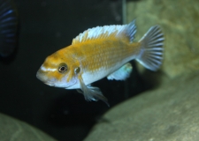 Labeotropheus trewavasae Chitande Island (Mâle)