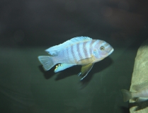 Maylandia fainzilberi Mbamba Bay (Male)