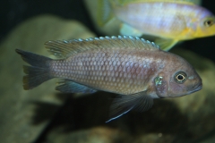 Maylandia fainzilberi Mbamba Bay (Femelle)