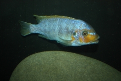 Petrotilapia palingnathos Chizumulu Island (Mâle)