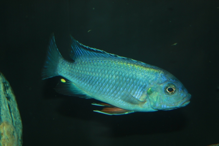 Petrotilapia pyroscelos Chizumulu Island (mâle)