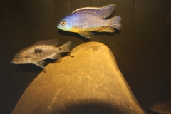 Otopharynx sp. 