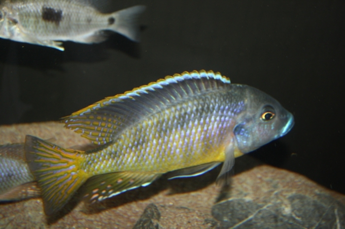 Tramitichromis brevis Chizumulu Island