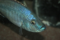 Caprichromis orthognathus (Male)
