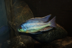 Cheilochromis euchilus (Male)