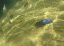 Chindongo bellicosus Nakantenga Island (Mâle)