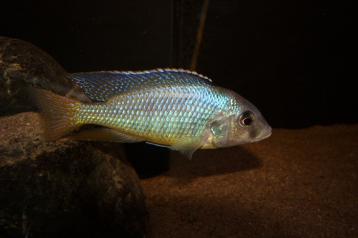 Mylochromis guentheri Chidunga Rocks