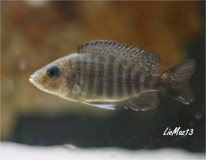 Aulonocara hansbaenschi Chiofu (Femelle)