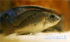 Protomelas sp. 