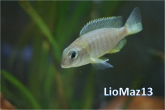 Tramitichromis sp. 