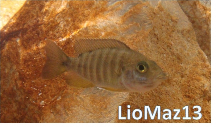 Aulonocara jacobfreibergi Otter Point (Femelle)