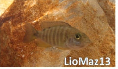 Aulonocara jacobfreibergi Otter Point (Femelle)