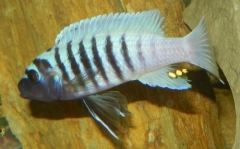 Maylandia sp. 
