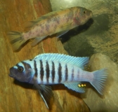 Maylandia sp. 
