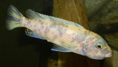 Maylandia sp. 