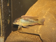 Lethrinops oculatus (Male)