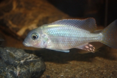 Letrinops Lunaris Senga Bay (Male)