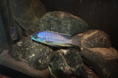 Protomelas ornatus Kirondo (Male)